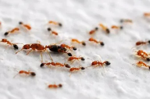 Ant Control
