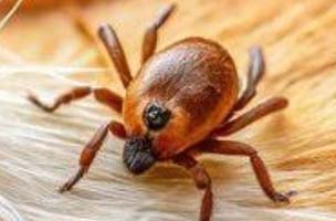 Ticks Control